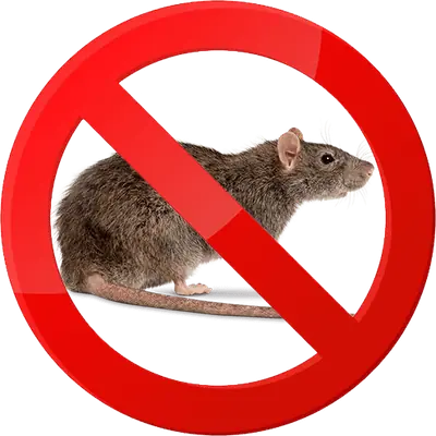 Ilustração de rato