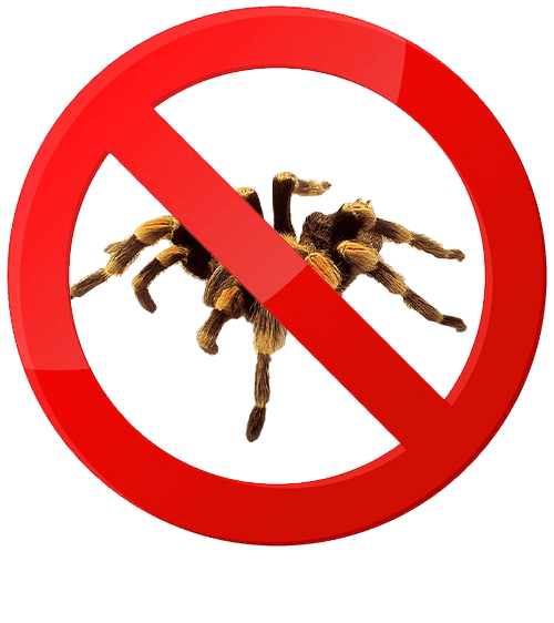 aranha