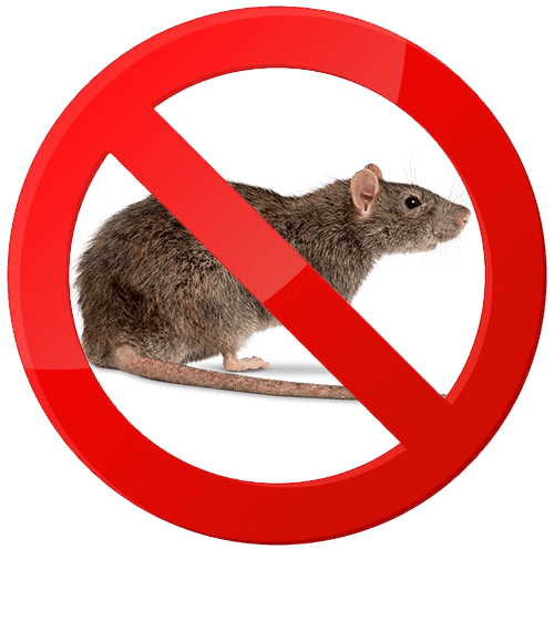 rato